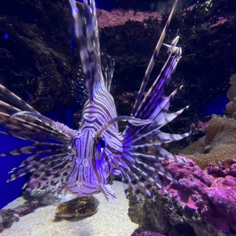 写メ