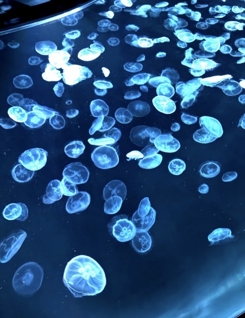 写メ